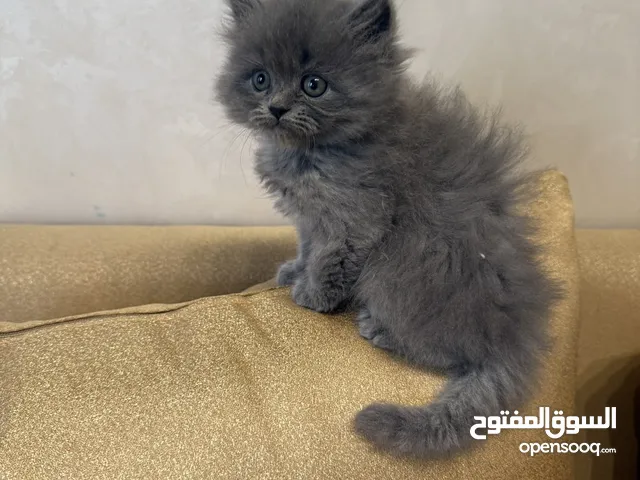 قطط للبيع عمرهم شهر و نص الام هملايا و الاب بريتش