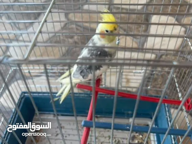 كوكتيل ايزابيل لاتينيو مخاليف الكوكتيل ذكر