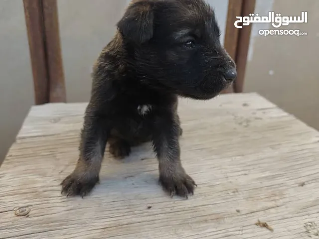 جراوي مالينوا للبيع