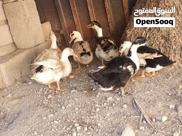 السلام عليكم