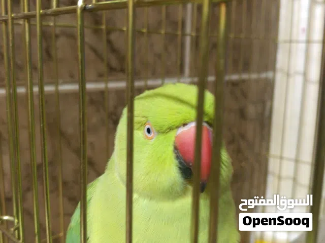 ماشاءالله ببغاء درة عمر سنة1 مع قفص جديد حجم كبير مناسب جدا ذكي جدا ماشاءالله