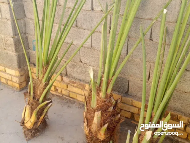 نخل برحي خصيباوي اصلي