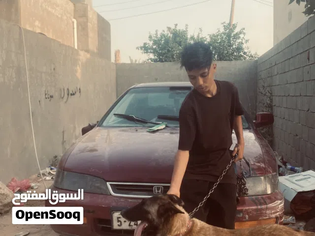 انتايه مينوا البيع تحتها جروي البيع حت هنا