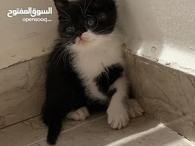 سكوتش. للبيع