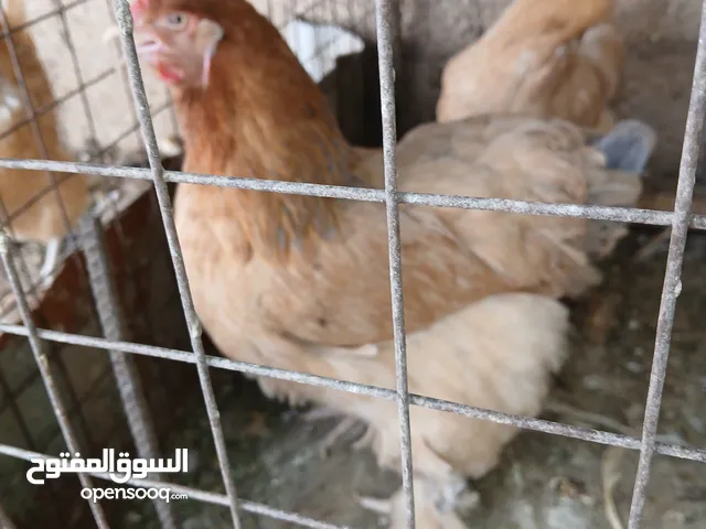 دجاج براهمي