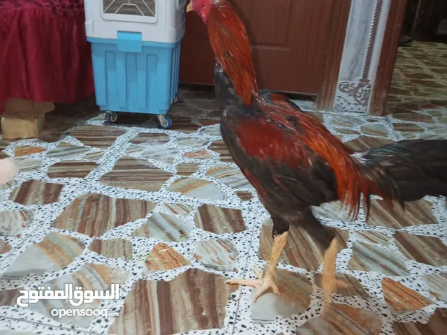 اعلاان ممتاز