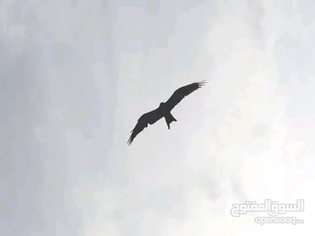 عدد (2) شقق للايجار الخدمي التجاري