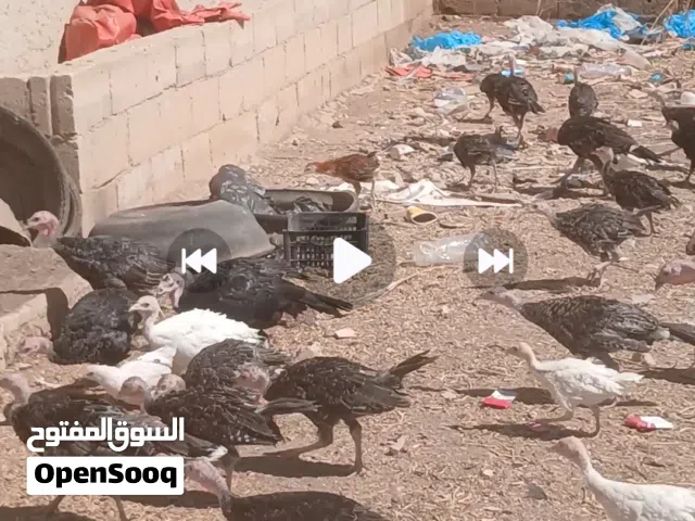 فراخ حبش ودجاج للبيع