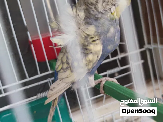 السلام عليكم انثي هوقو ربي يبارك