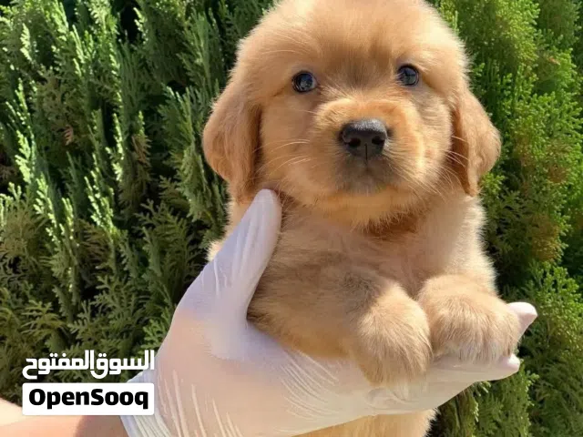 جولدن... Golden