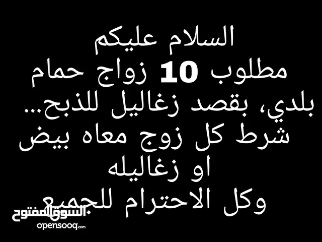10 جواز حمام بلدي مع بيضه وفراخ