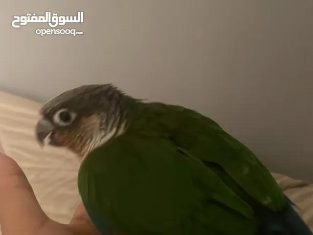 كنيور قرين جيك اليف التزاوج عمر (سنه)