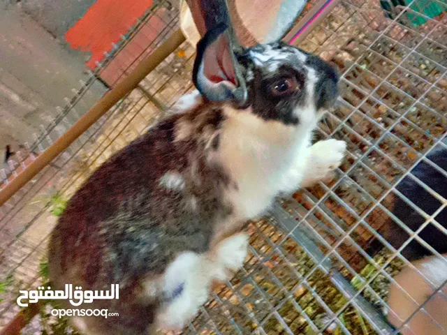 ارنب للبيع