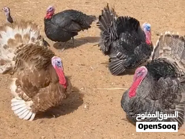 دجاج رومي مستوا جميل