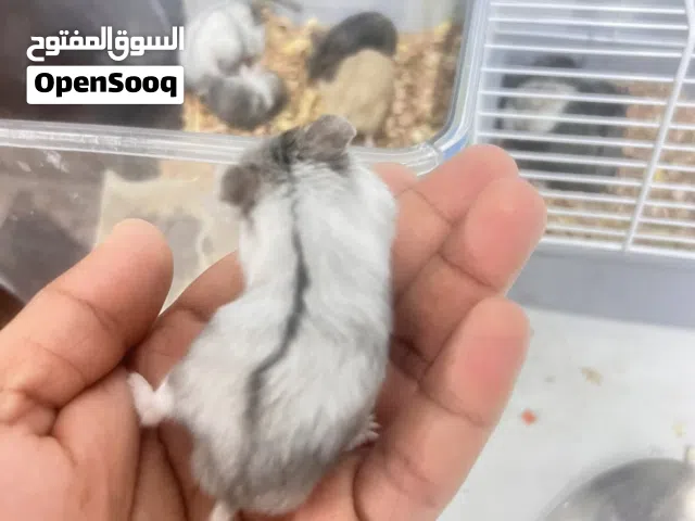 هامستر ورسي صحه ونظافه للجادين