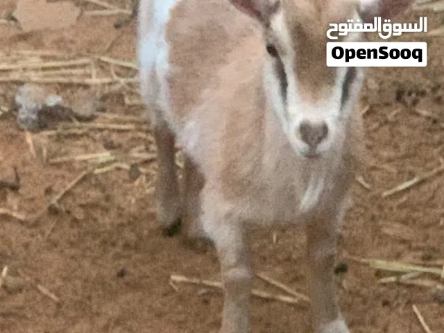 (يربح ) عنزين عشار اللهم بارك