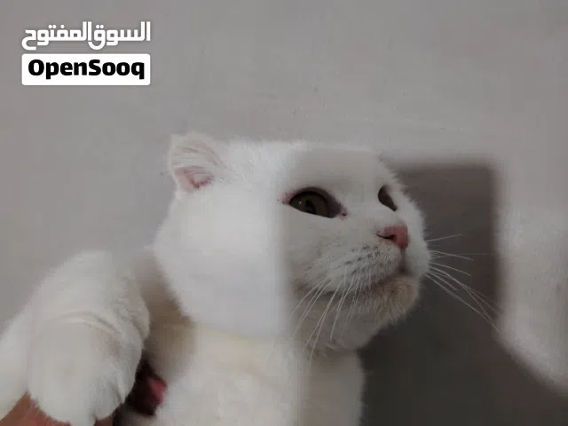 سكولد فود أنثى للبيع سعر جدا مناسب