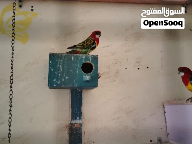للبدل بغبغاء متكلم نظيف أو البيع