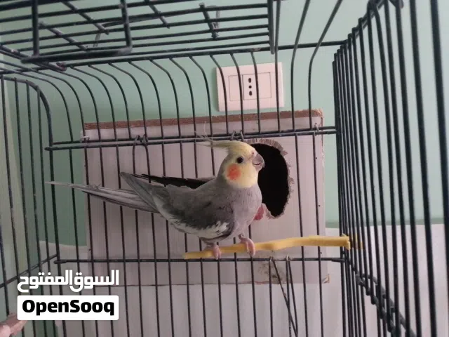 عصفور كوكتيل ذكر للبيع ارسل خاص