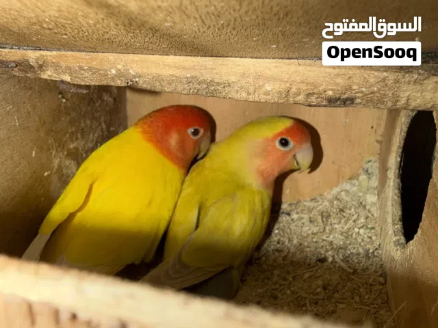 كوبيا بركديلو مصوقره 200%ربي يبارك
