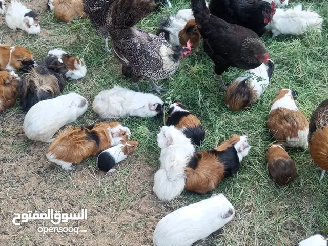 قندي هامستر للبيع بالكوبية فقط