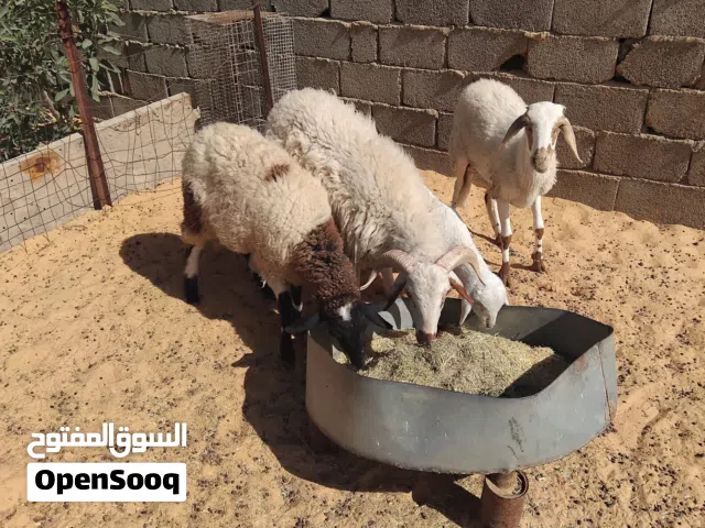 بسم الله  توكلنا على الله  نعجة ثنية للبيع تحتها خروف +خروف مش مبدل+فطيمة مش مبدلة السعر مع بعض 5600