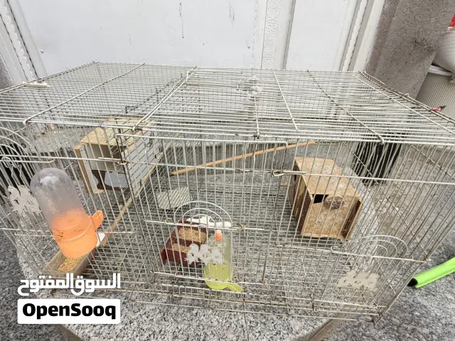 اقفاص للبيع