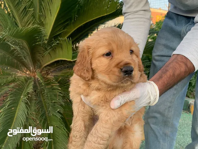 ذكور واناث جولدن