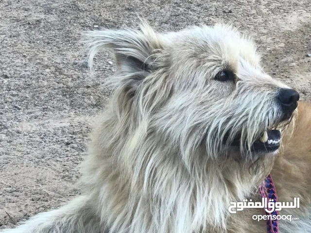 Lost dog in Alain .Rewarded