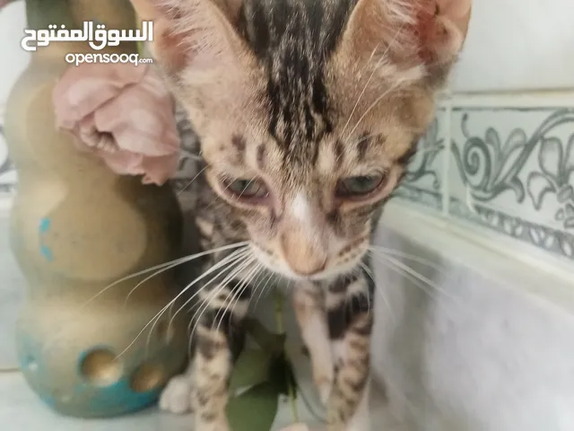 قطه لتبني في العين قطط منزل قطه أنثى وقط ذكر A cat to build in the eye cats house cat female and cat