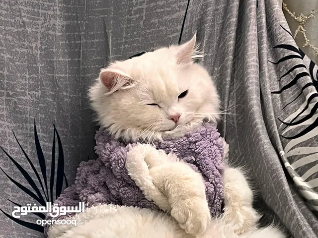 قط نظيف 100% للبيع ذكر عمره سنه مكمل لقاحات ، غراضه هديه الكم مكاني الناصريه شراي تفضل خاص