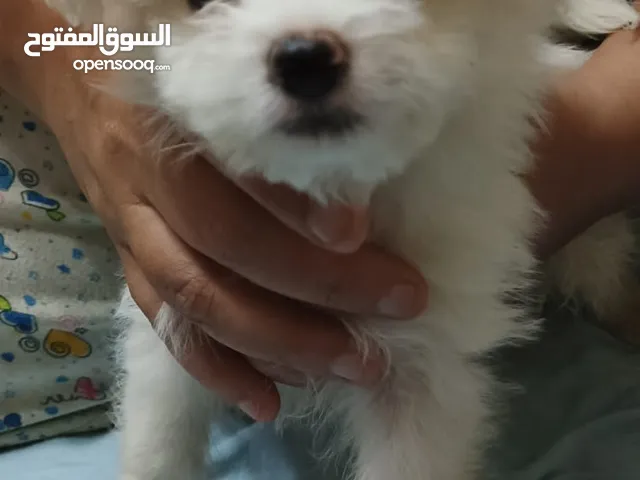 كلب جريفون المانى
