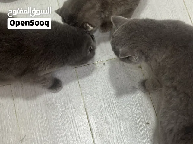 ثلاث قطط بيور البيع بشكل عاجل لدواعي السفر