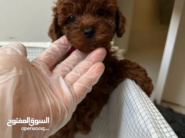 Toy Poodle