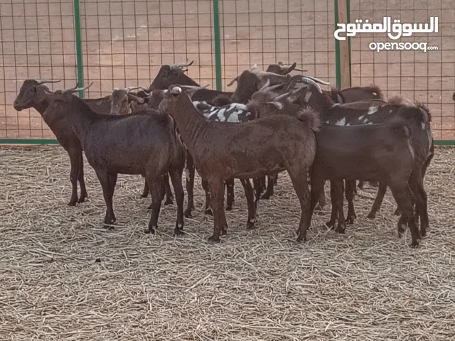 ذبايح حريه طليان حريه وتيوس مخصاه بيشيه ومحايليه