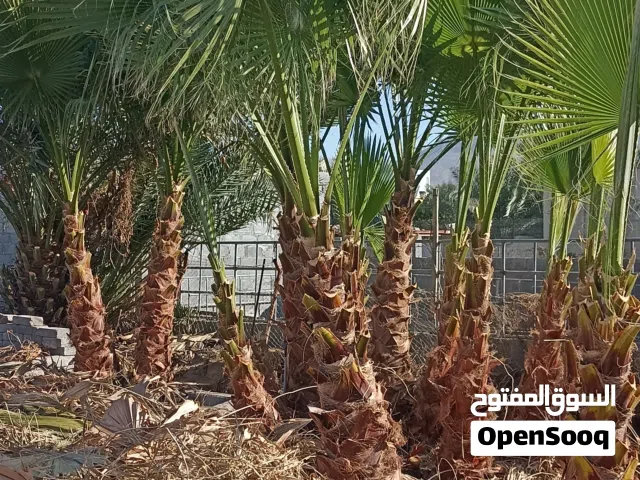 نخيل واشنطني