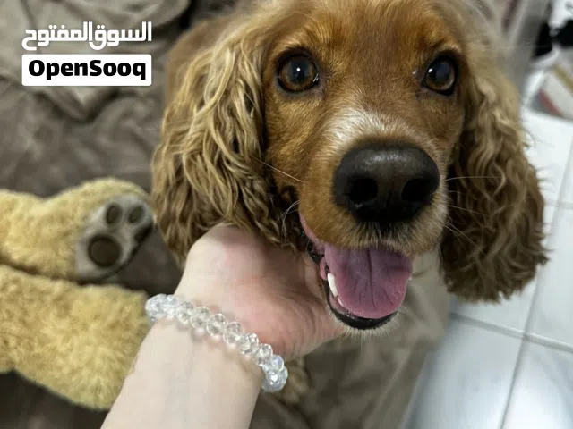 كلب كوكر سبانيل