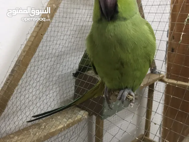ببغاء دره اليف