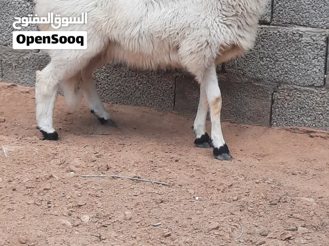حولي وطني غليظ