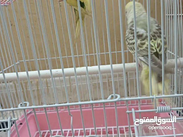 للبيع طيور الحب