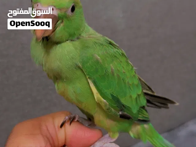 بغبغاء أليف وهادئ ، يأكل بنفسه