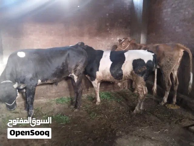 ضانى ماعز عجول بلدى من الصعيد