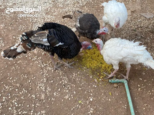 حبش ودجاج للبيع