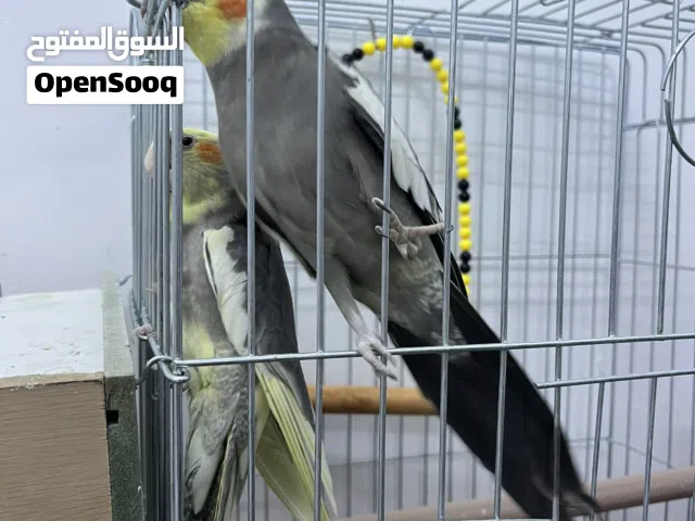 جوز كوكتيلي