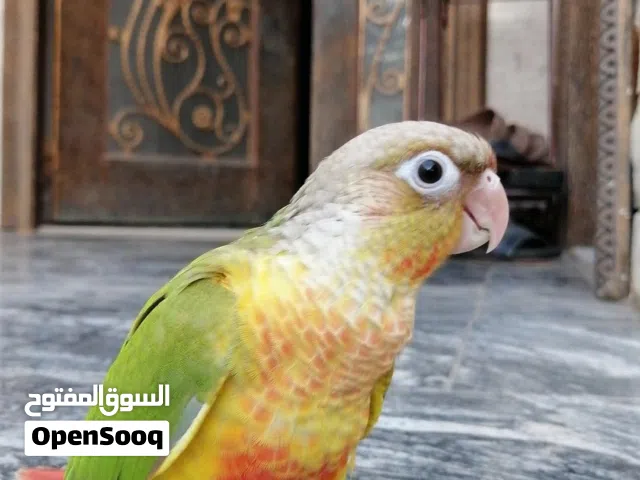 كنيور باينبل