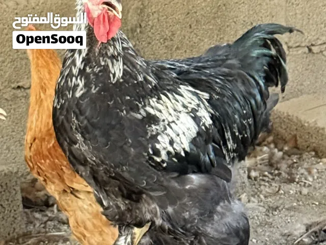 دجاج كوشن عملاق