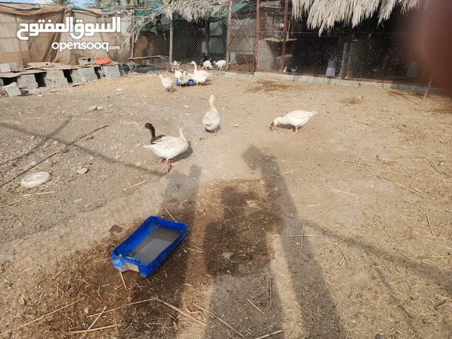 طيور الوز للبيع الحبة 10