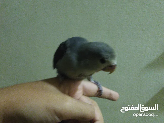للبيع روز هدد غر