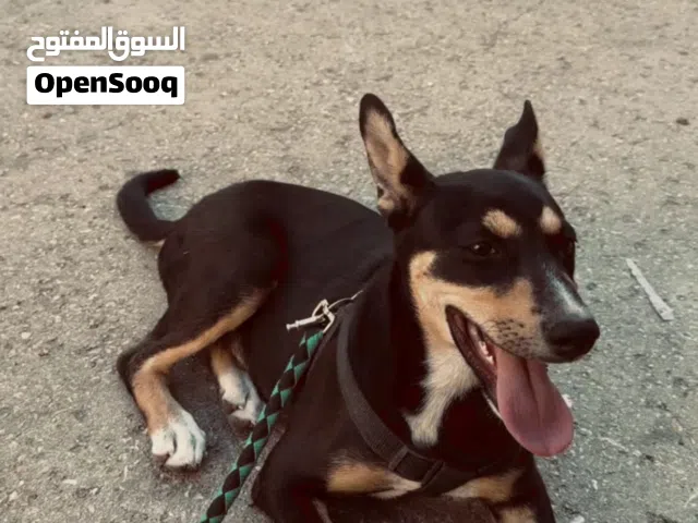 كلب جيرمن شهوين ونص للبيع ب 60