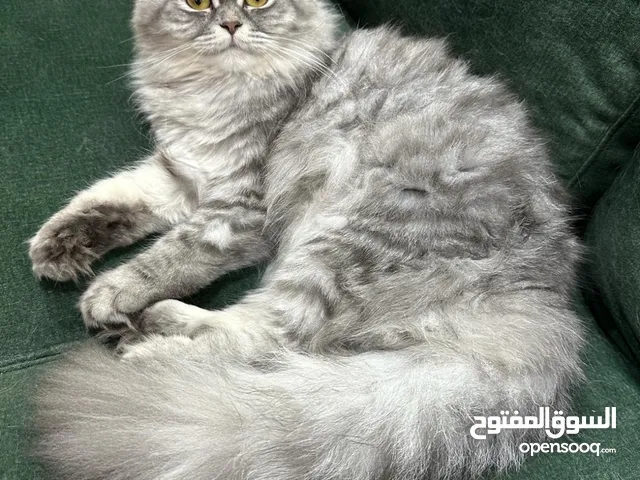 3 قطط للتبني أعمار مختلفة